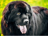 Newfoundland Dog thumbnail
